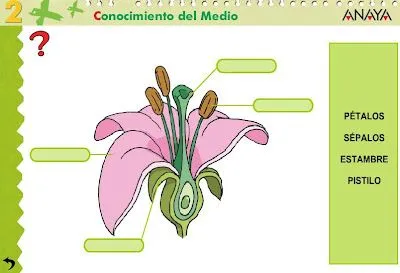 Partes de la flor para niños de primaria - Imagui Partes de la flor para niños de primaria - Imagui