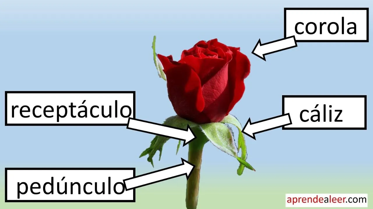 Partes de una flor para niños de primaria - YouTube Partes de una flor para niños de primaria - YouTube