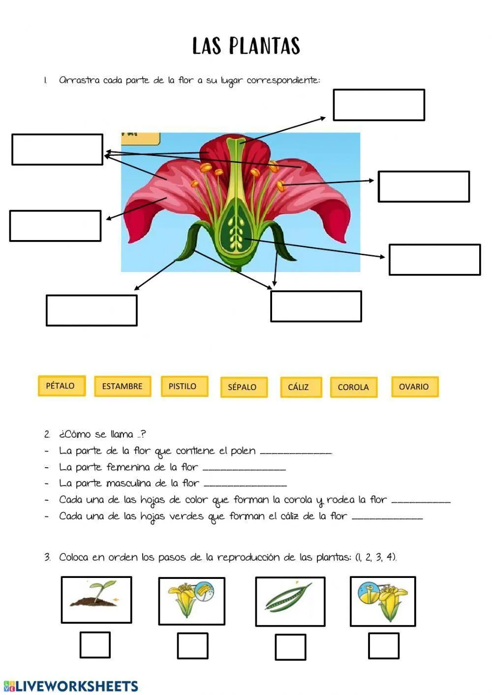 Partes de la flor online activity | Live Worksheets Partes de la flor online activity | Live Worksheets