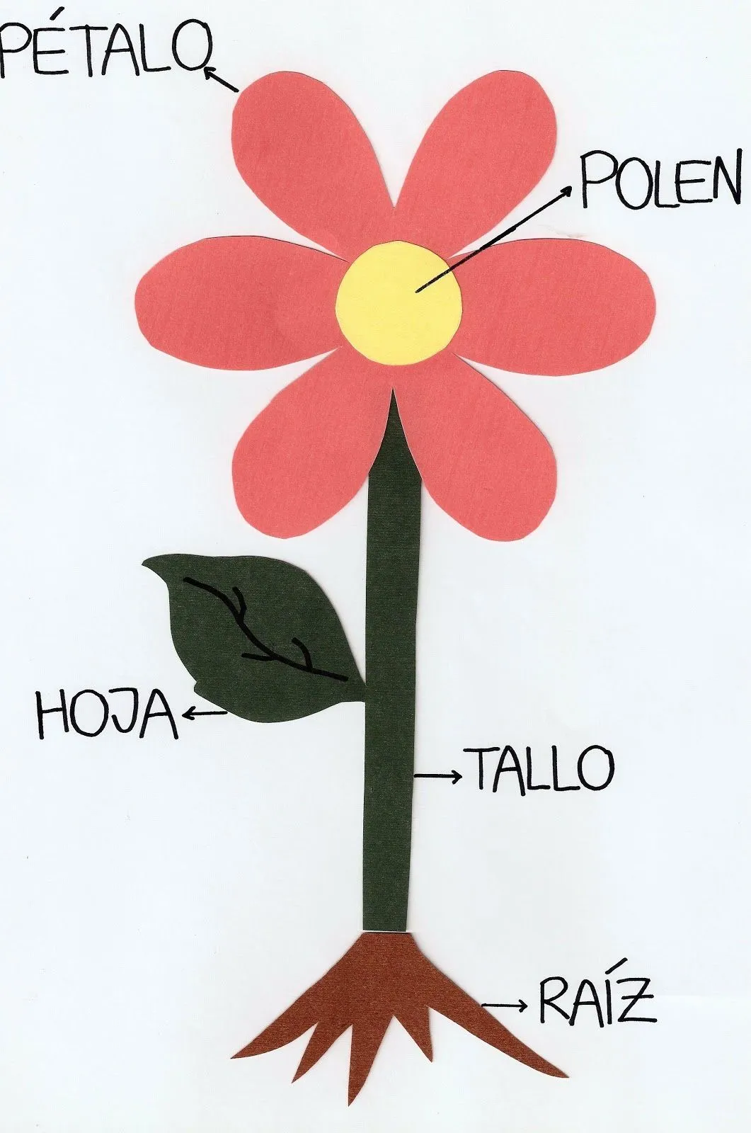 Partes De Una Flor | Proyecto. Flores | Pinterest | Etiquetas Partes De Una Flor | Proyecto. Flores | Pinterest | Etiquetas