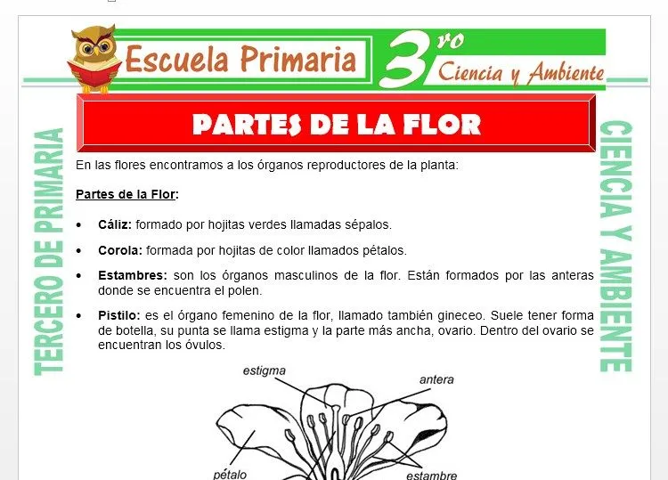 Partes de la Flor para Tercero de Primaria – Escuela Primaria Partes de la Flor para Tercero de Primaria – Escuela Primaria