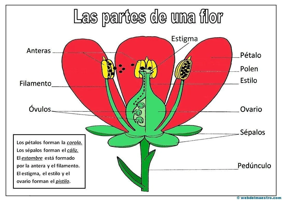 Partes de una flor - Web del maestro | Partes de la flor, Partes de la misa, Partes de la planta Partes de una flor - Web del maestro | Partes de la flor, Partes de la misa, Partes de la planta