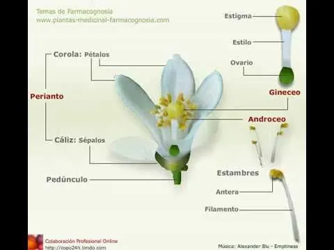 Partes de la flor - YouTube