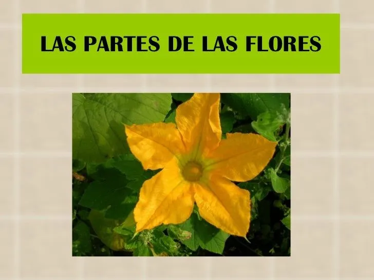 Las partes de las flores