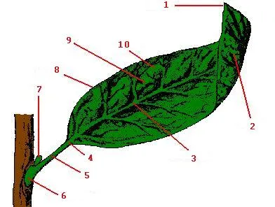 Partes de la Hoja
