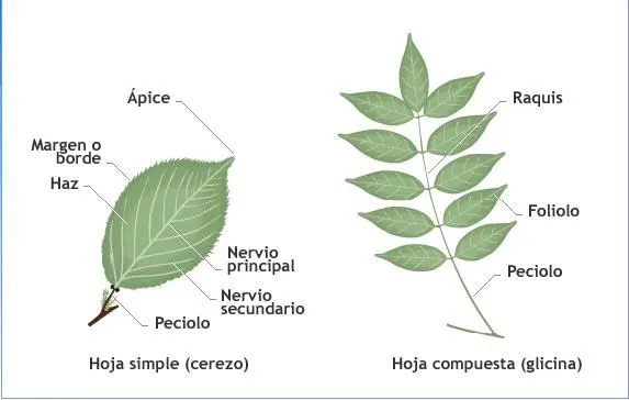 La biología y... YHON: Las partes de la hoja, tipos de bordes, de ... La biología y... YHON: Las partes de la hoja, tipos de bordes, de ...