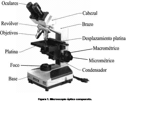 Partes, Manejo Y Uso Del Microscopio - Libro Gratis Partes, Manejo Y Uso Del Microscopio - Libro Gratis