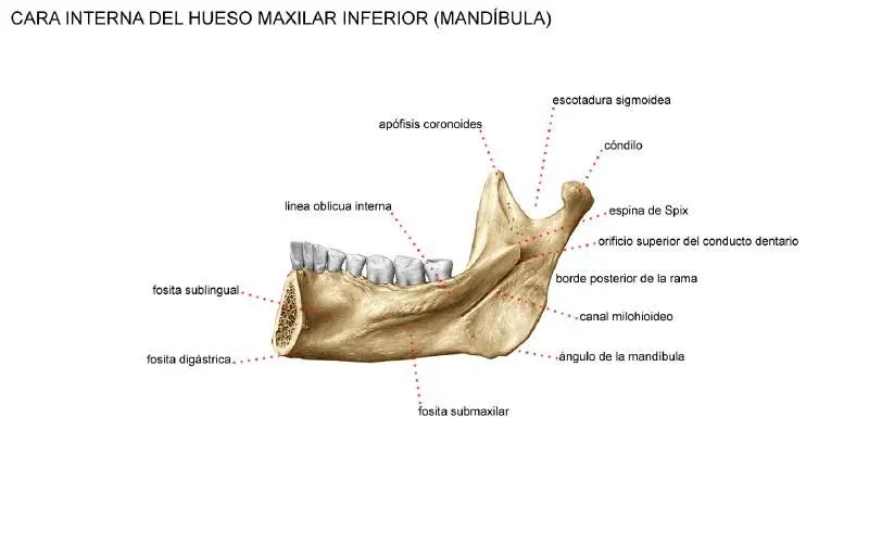 Huesos que componen la Cavidad Oral: HUESO MANDIBULAR O MAXILAR ...