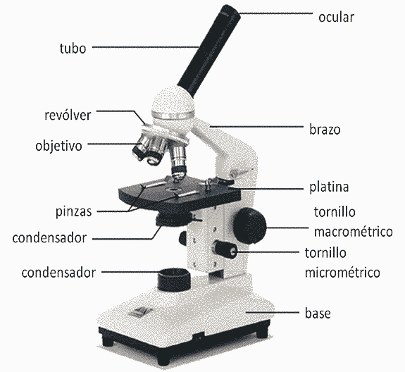 Partes de un Microscopio