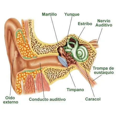 Las partes del oído humano | La guía de Biología