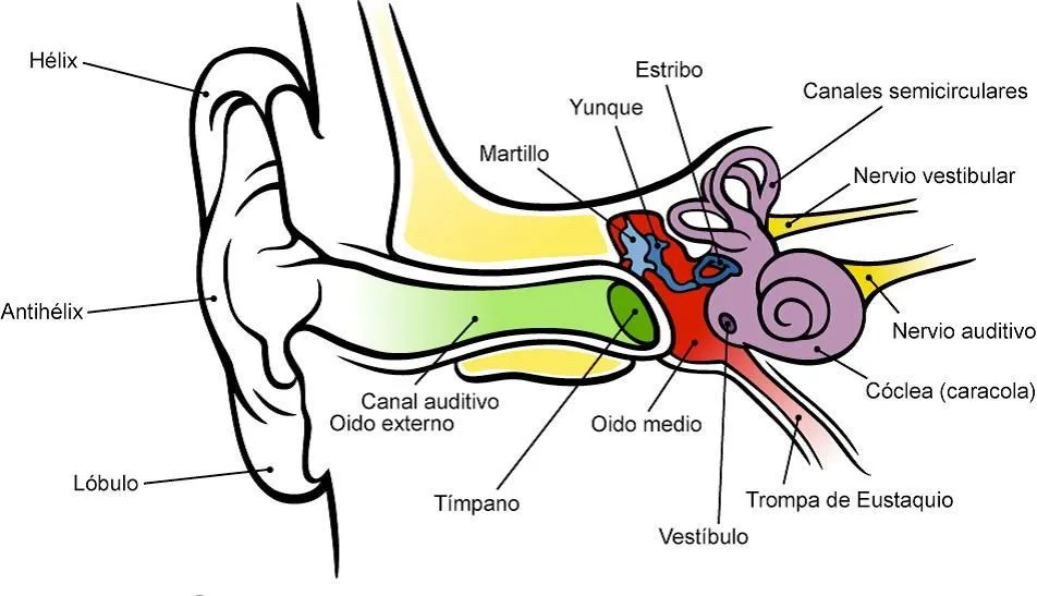 Partes del oído | Primaria Ciencias | Pinterest Partes del oído | Primaria Ciencias | Pinterest