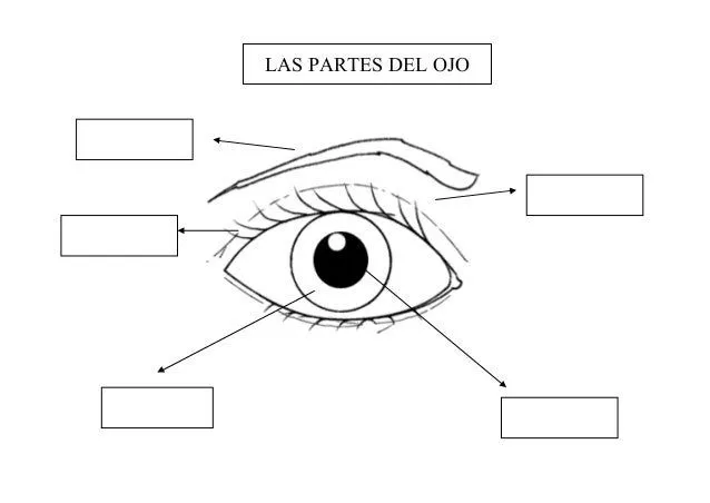 Las partes del ojo