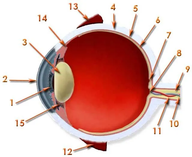 PARTES DEL OJO