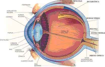 ESTRUCTURA BÁSICA DEL OJO HUMANO | Fabio Bartucci ESTRUCTURA BÁSICA DEL OJO HUMANO | Fabio Bartucci