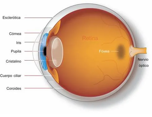 Partes del ojo en inglés para niños - Imagui Partes del ojo en inglés para niños - Imagui