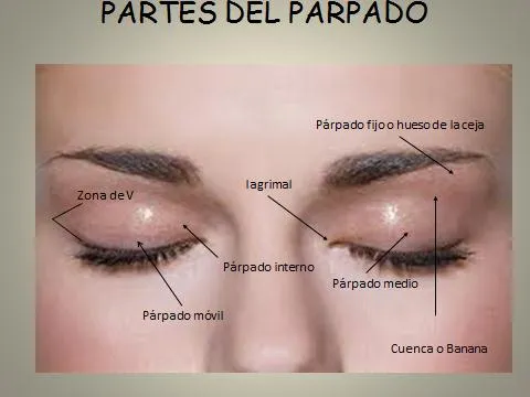 LAS PARTES DEL OJO PARA MAQUILLAR | CURSO DE MAQUILLAJE ON LINE LAS PARTES DEL OJO PARA MAQUILLAR | CURSO DE MAQUILLAJE ON LINE
