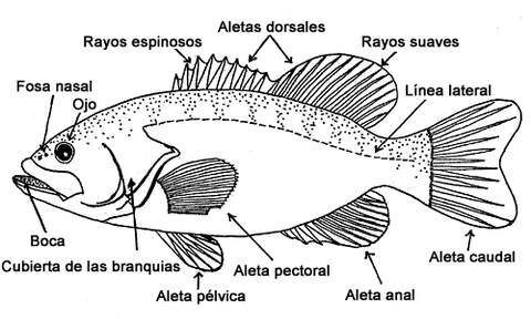 PARTES DE UN PEZ - TU TAREA ESCOLAR encuentra la información que ...