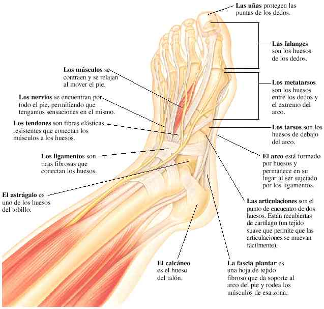 Partes del pie