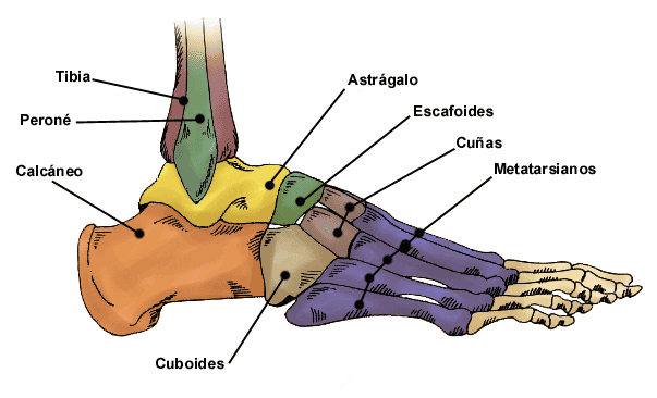 Partes del pie humano imagenes - Imagui