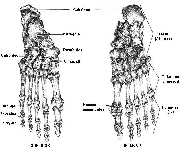 Partes del pie humano - Imagui