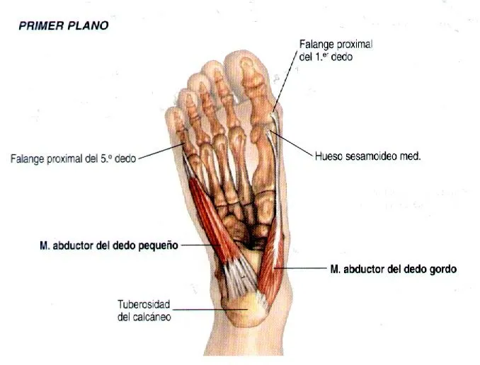 Podologia: Ejemplo partes del pie