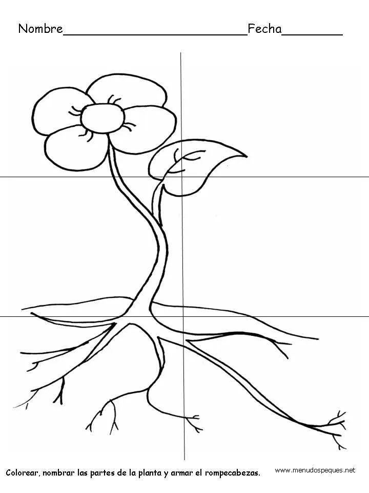 Partes de una planta