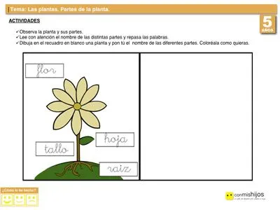 Partes de una planta. Actividades escolares para niños Partes de una planta. Actividades escolares para niños