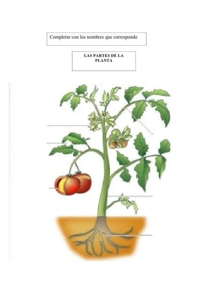 Partes de una planta para completar - Imagui Partes de una planta para completar - Imagui