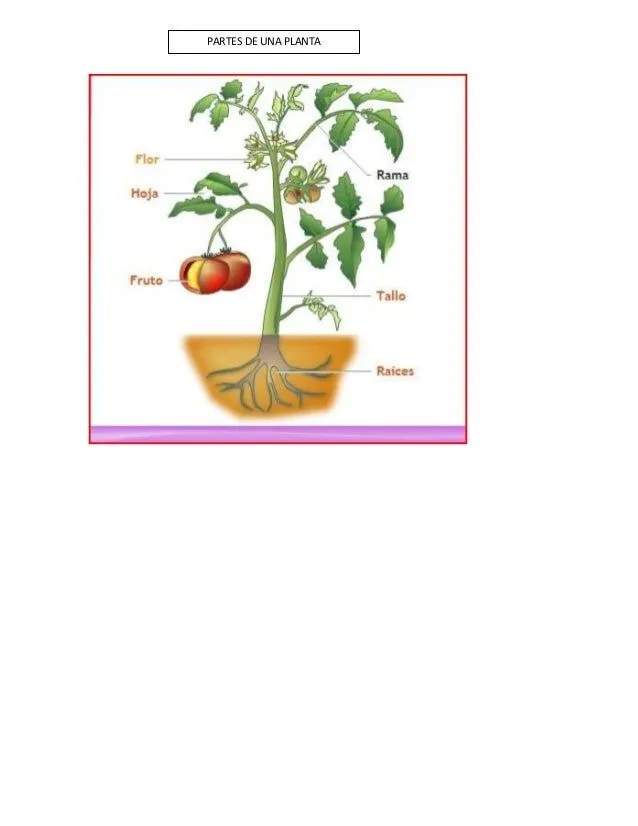 Partes de una planta para dibujar