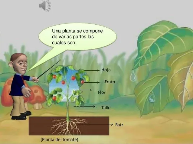 Partes de la planta, explicación para niños Partes de la planta, explicación para niños