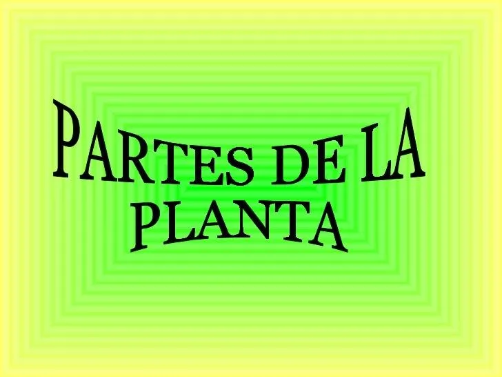 Partes de la planta y sus funciones
