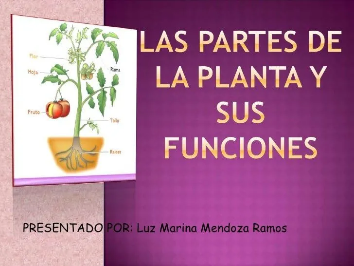 Las partes de la planta y sus funciones