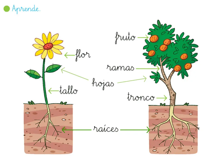 EL BLOG DE SEGUNDO: REPASO SOBRE LAS PLANTAS EL BLOG DE SEGUNDO: REPASO SOBRE LAS PLANTAS