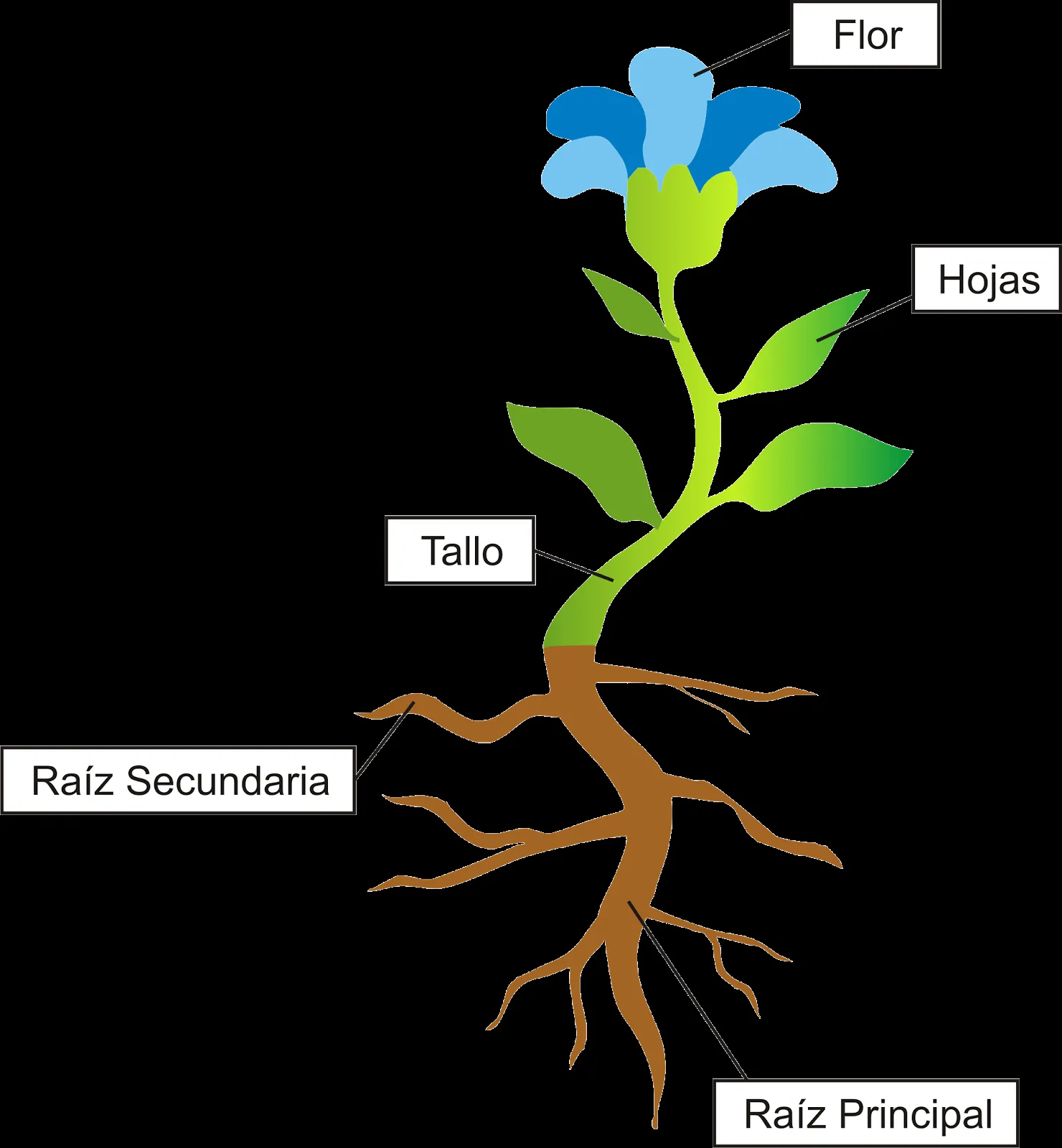 Partes de la Planta para Niños - Taringa!