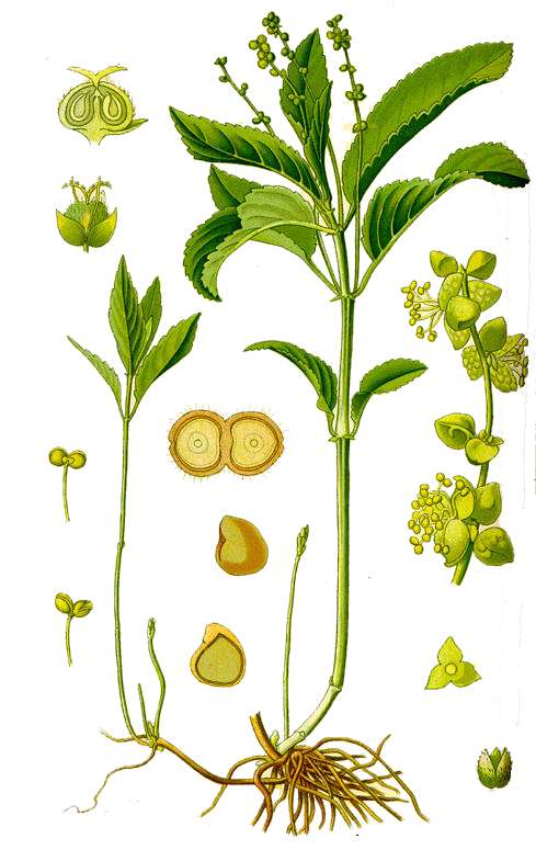 Partes de la planta sin nombres - Imagui