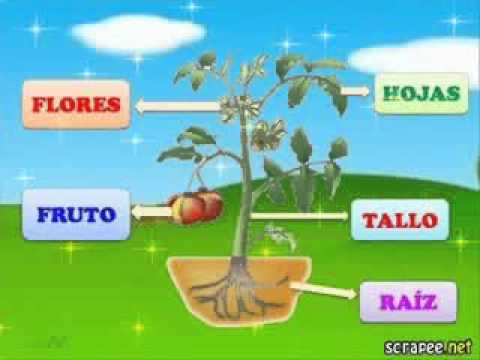 PARTES DE LA PLANTA.mpeg - YouTube