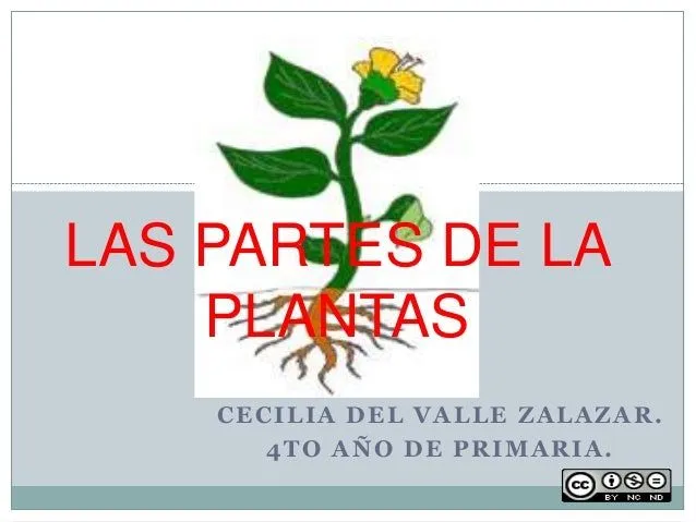 Las partes de la plantas. para alumnos de 3º grado de primaria