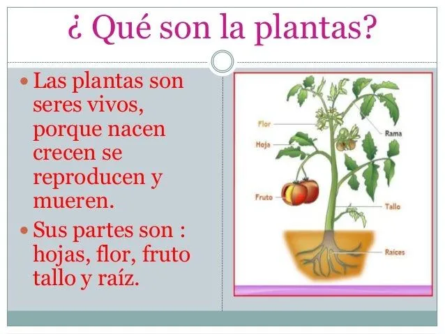 Las partes de la plantas. para alumnos de 3º grado de primaria Las partes de la plantas. para alumnos de 3º grado de primaria