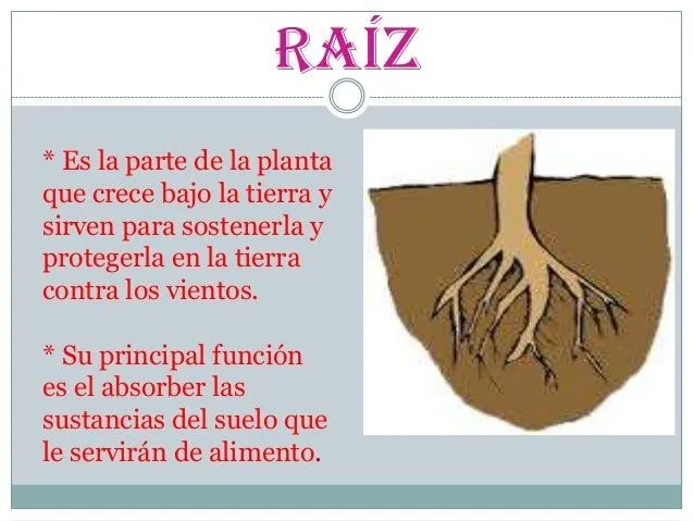 Las partes de la plantas. para alumnos de 3º grado de primaria Las partes de la plantas. para alumnos de 3º grado de primaria