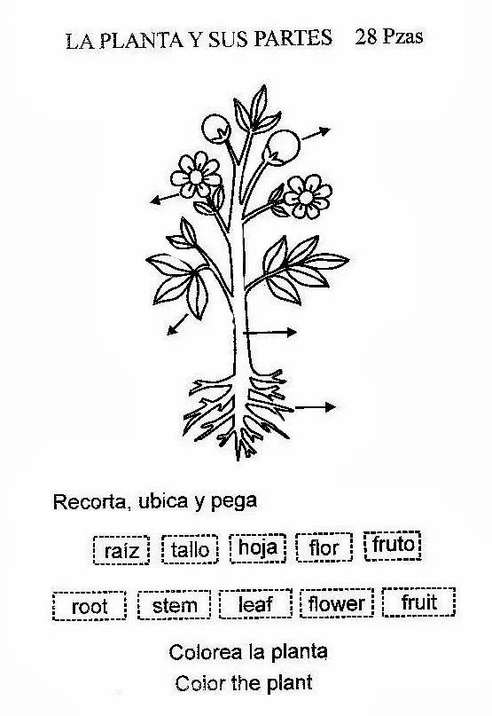 Partes de un planta para colorear - Imagui