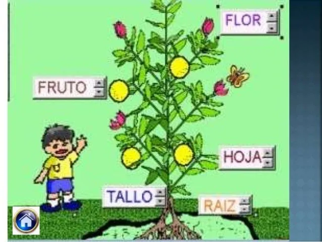 Las partes de las plantas y sus funciones