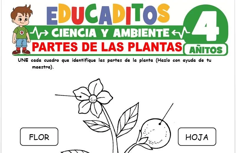 Partes de las Plantas para Niños de 4 Años » Educaditos.com Partes de las Plantas para Niños de 4 Años » Educaditos.com