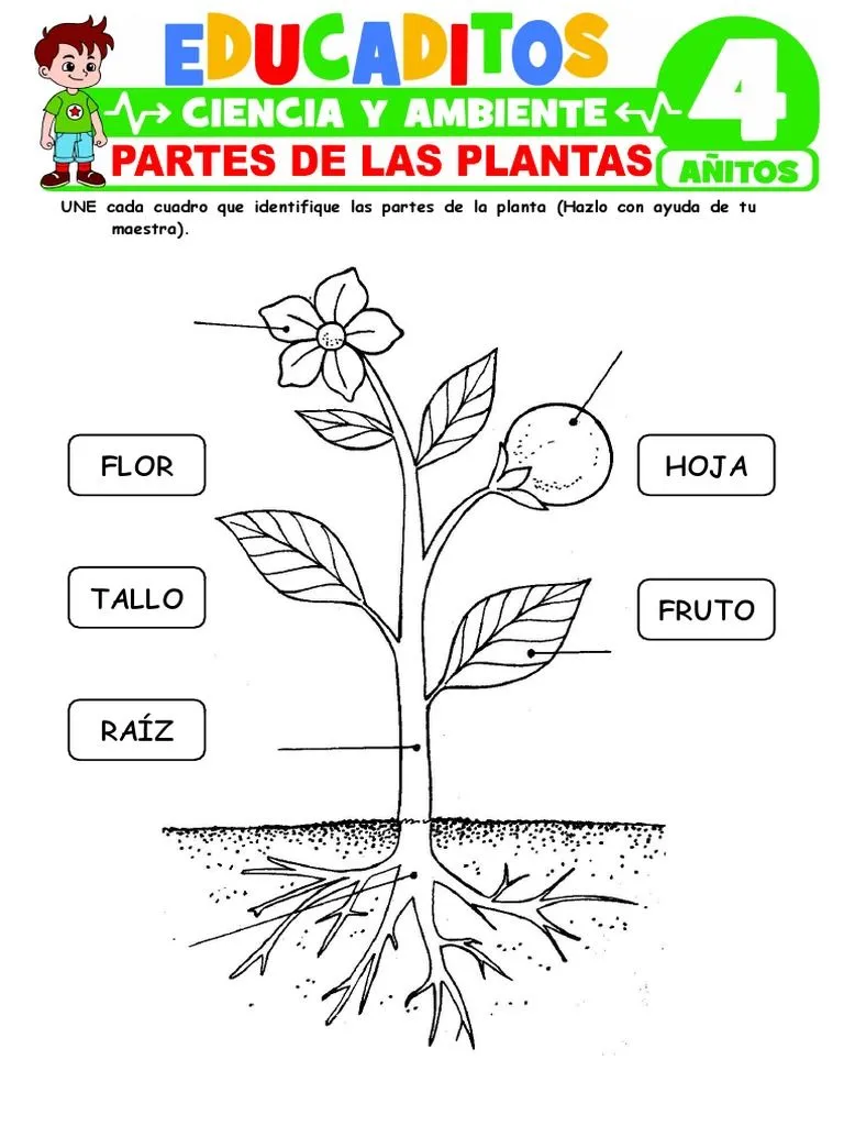 Partes de Las Plantas para Ninos de 4 Anos | PDF Partes de Las Plantas para Ninos de 4 Anos | PDF