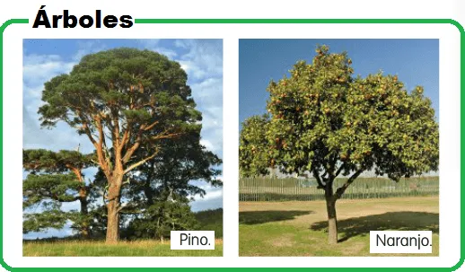 PARTES DE LAS PLANTAS - PARTES DE LAS PLANTAS PARTES DE LAS PLANTAS - PARTES DE LAS PLANTAS
