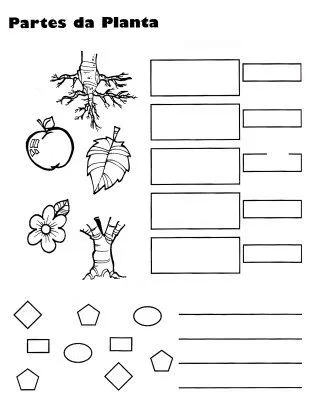 Partes de las plantas para pintar | Colorear imágenes