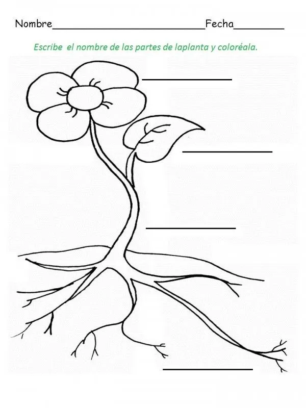 Partes de las plantas para pintar | Colorear imágenes Partes de las plantas para pintar | Colorear imágenes