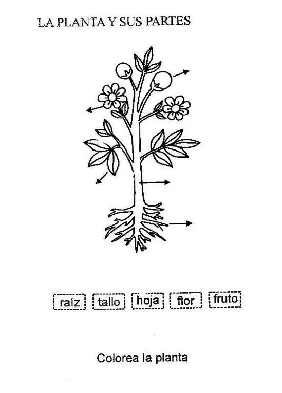 partes de las plantas raiz para colorear - Buscar con Google ... partes de las plantas raiz para colorear - Buscar con Google ...