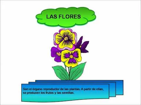 LAS PARTES DE LAS PLANTAS - YouTube