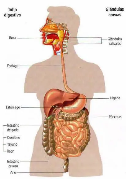 Partes del sistema digestivo » Blog de Biologia Partes del sistema digestivo » Blog de Biologia