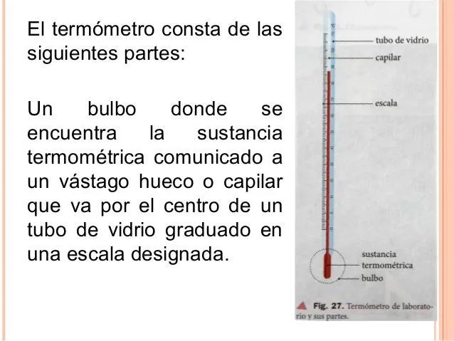 Partes del termómetro clínico - Imagui